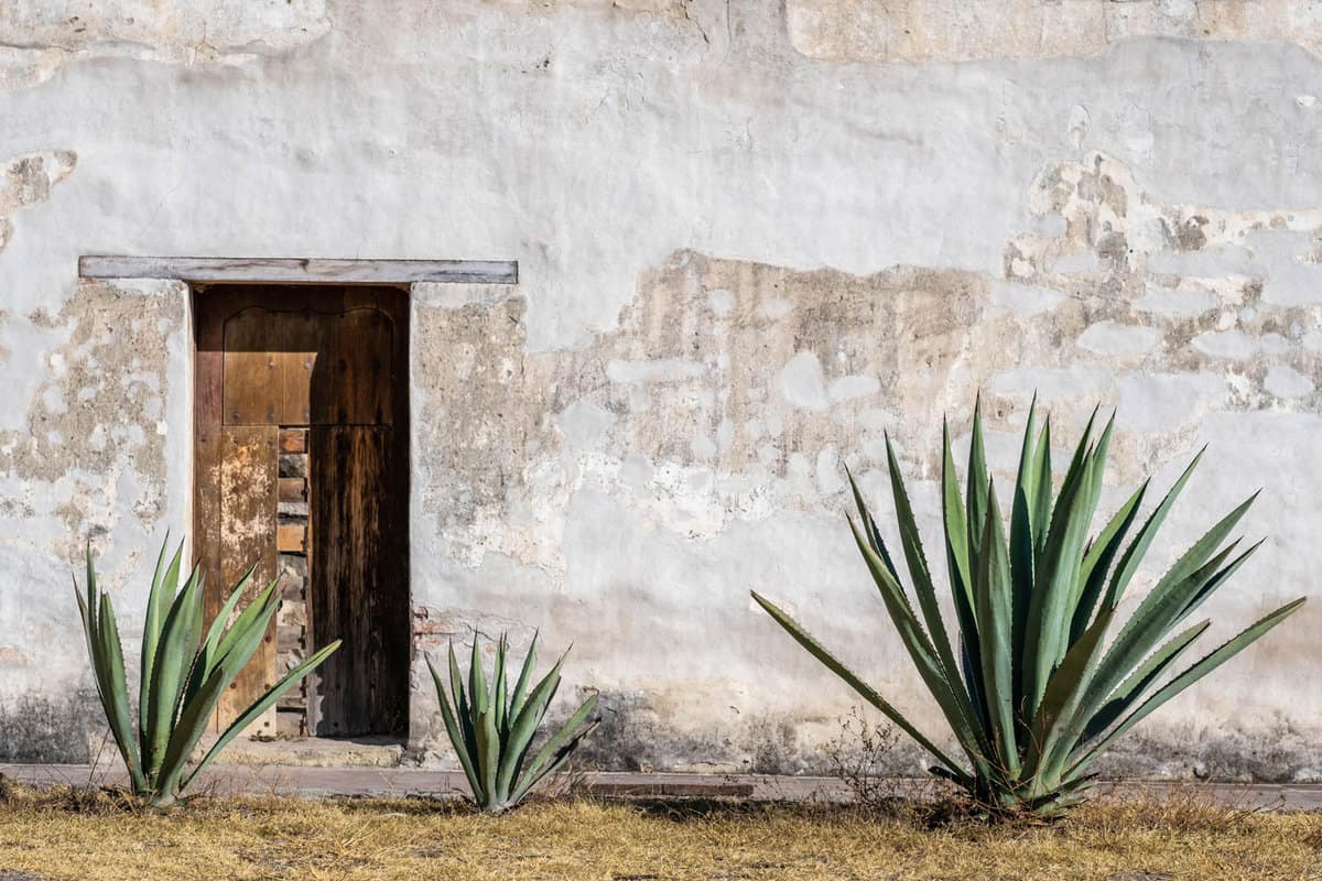 A Mexican scene of three espadin agave plants, against a rugged peeling white wall with a wood door, in Oaxaca