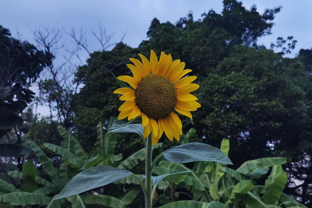 A Sunflower blooming at night.
