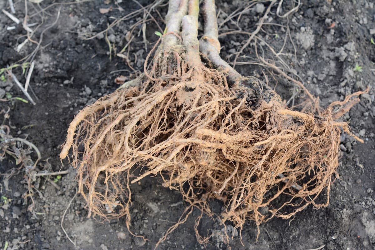 A close-up of grafted trees with good bare roots ready for planting. Bare root apple trees with a large root system.