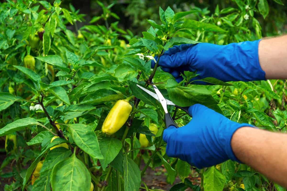 A farmer is pruning the pepper plant using scissors while wearing gloves on his hands.