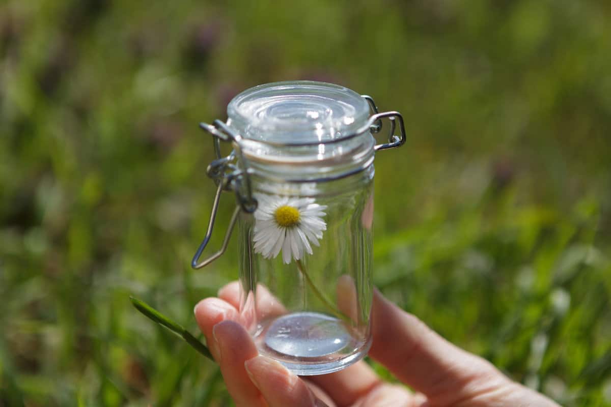 A shallow focus of a hand holding a while camomile flower inside a glass jar with a field background