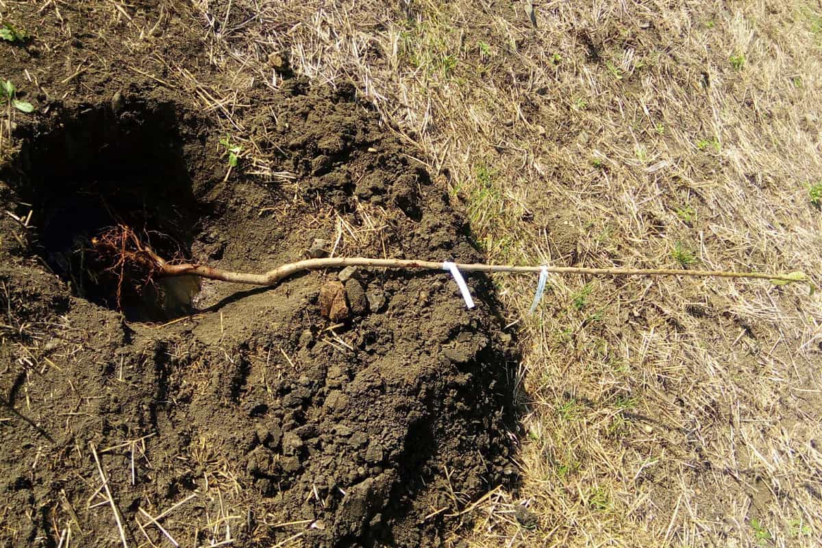 A young bare-root tree rests in a prepared hole filled with nutrient-rich soil, ready for planting