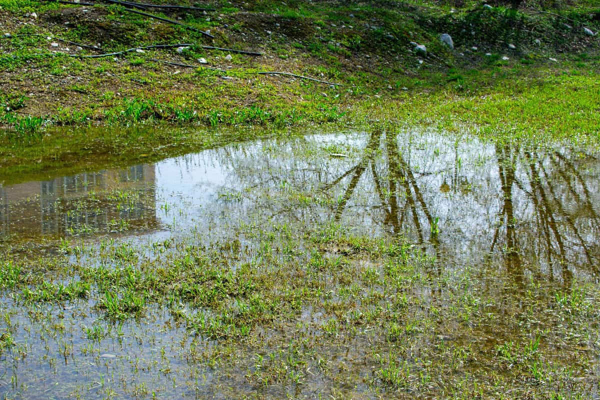 An instance of deficient storm sewerage can be seen when rainwater floods the lawn or garden, remaining stagnant due to errors in the design of the sewerage and drainage system.