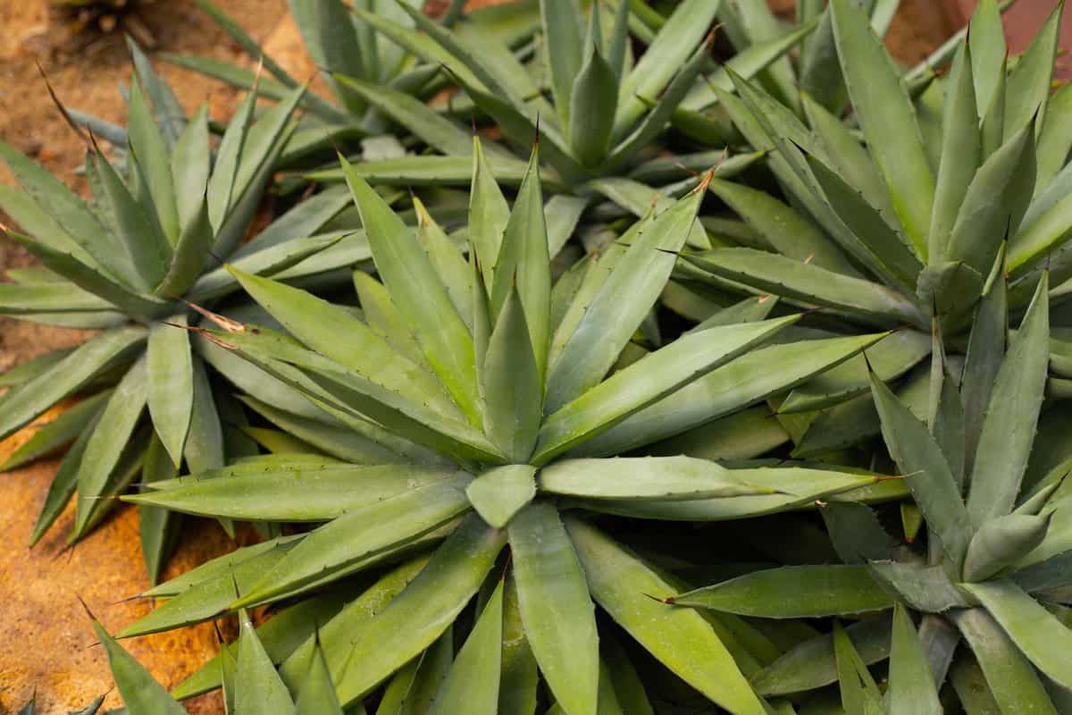Agave plant in the garden