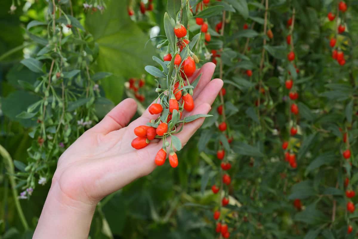 Agriculture, farmer holding goji berry fruit in hands, healthy eating