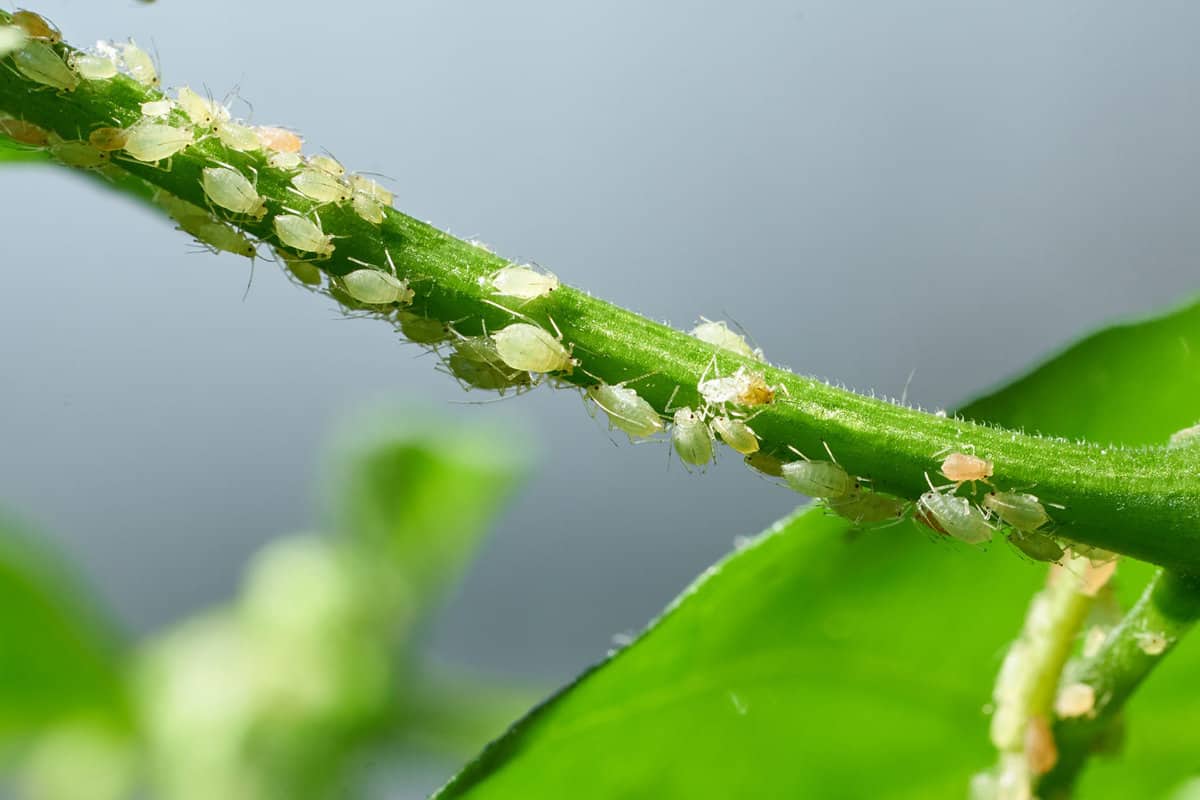 Aphids infesting pepper plant stems.