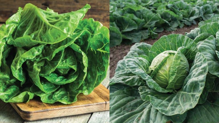 Collaged photo lettuce and cabbage, Are Lettuce And Cabbage Related? - 1600x900