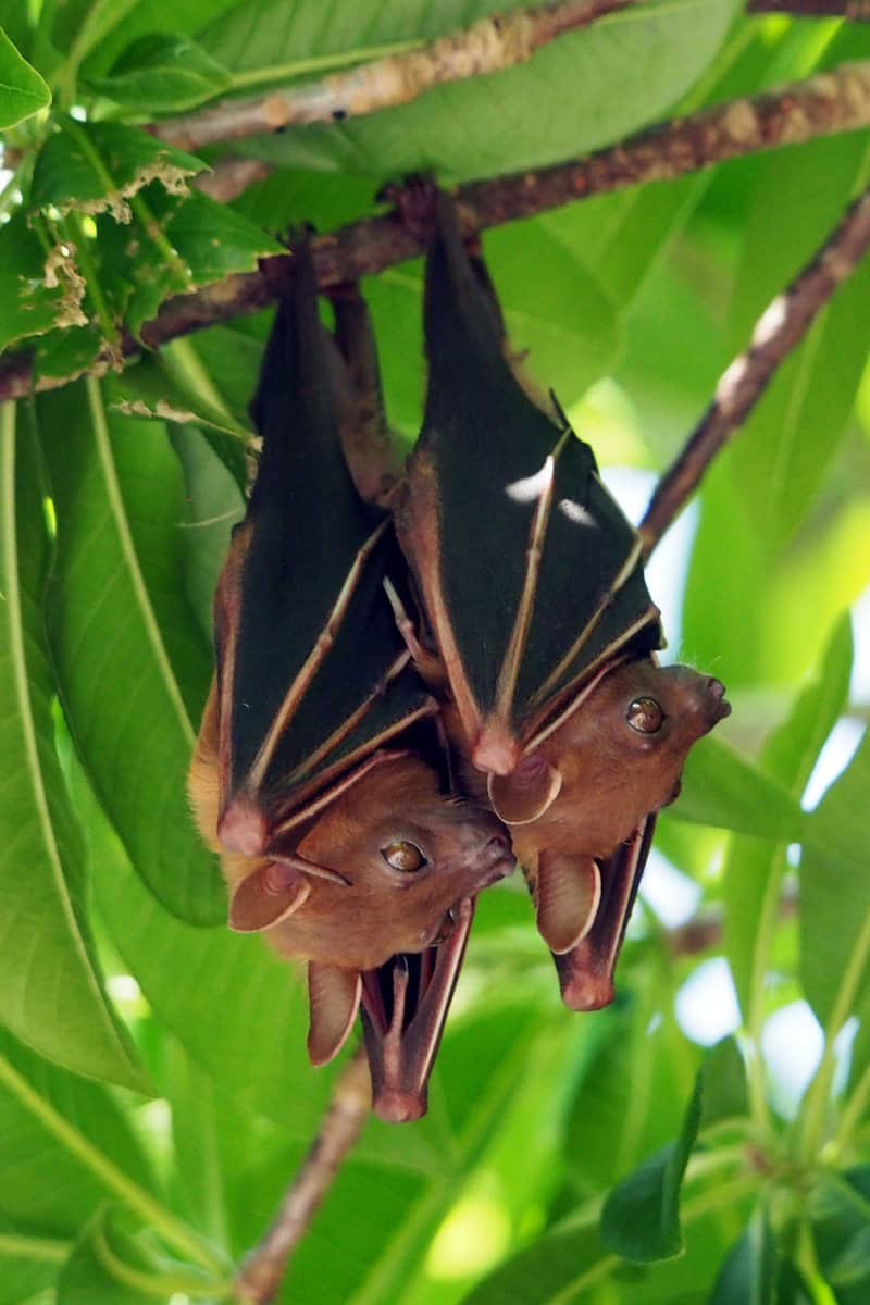 Bats resting in the garden trees