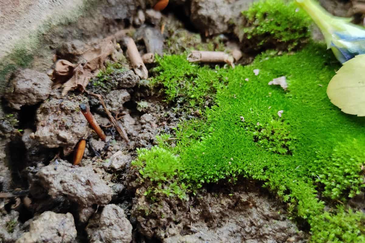 Beautiful Green Alga in Earth pot soil