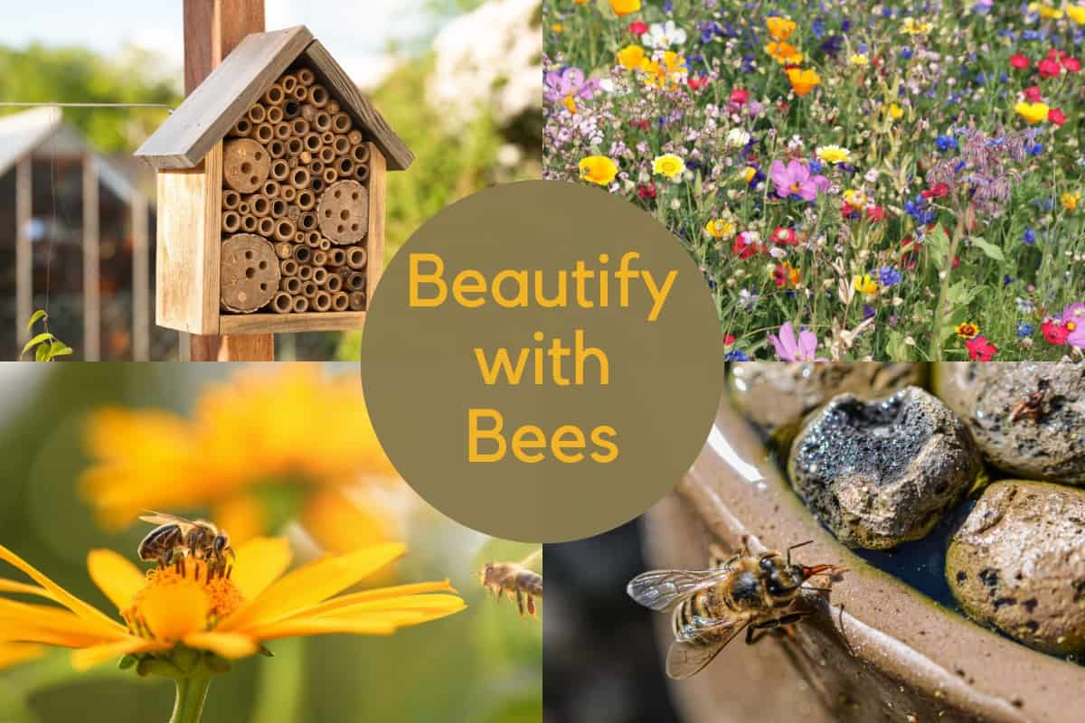 Four images: bee hotel, wildflowers, bee on flower, and bee on edge of water bowl