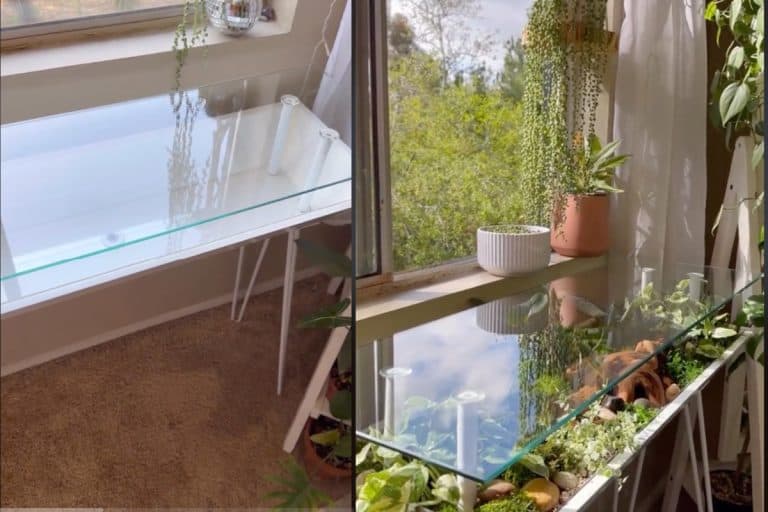 Glass table filled with live plants