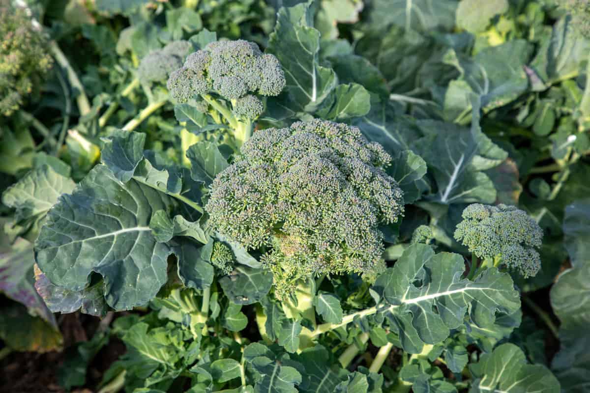Ready to harvest Broccoli in the garden