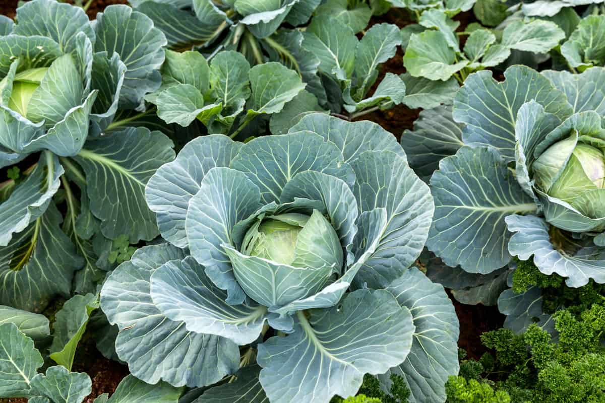 Fresh and healthy fully grown cabbage in the garden