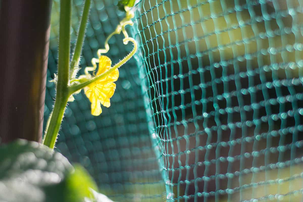 Close up of protective plant net over sunflower plant 