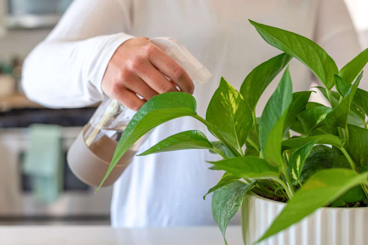 Closeup of a young woman misting a potted plant with a spray bottle