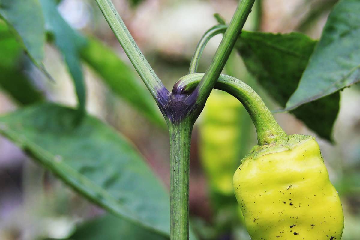 Diseases of the sweet pepper. Blackening of pepper stems. Crop loss. Chili fruit. Agricultural problems. Viral diseases and biological pests. Damaged capsicum bush