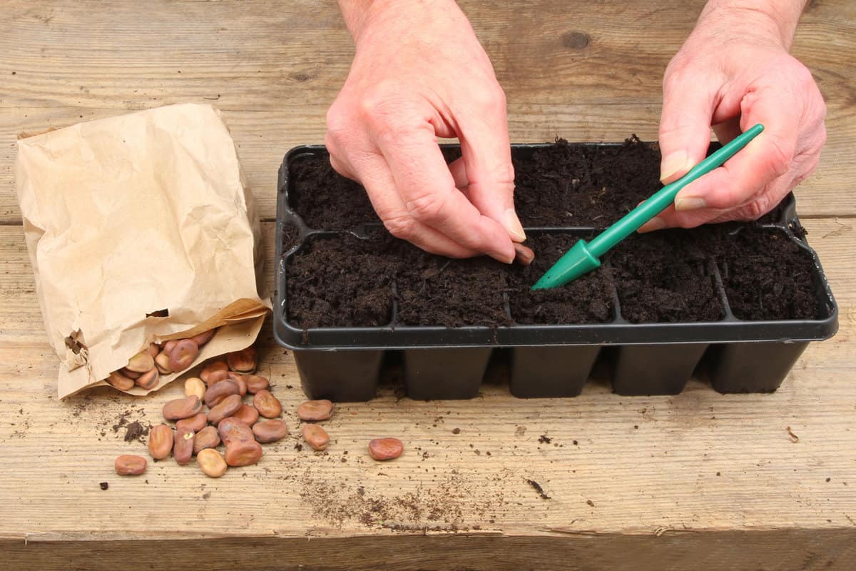 Using a seed dibber to plant seeds in the nursery