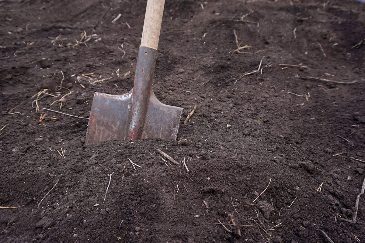 Using a spade shovel on the garden soil