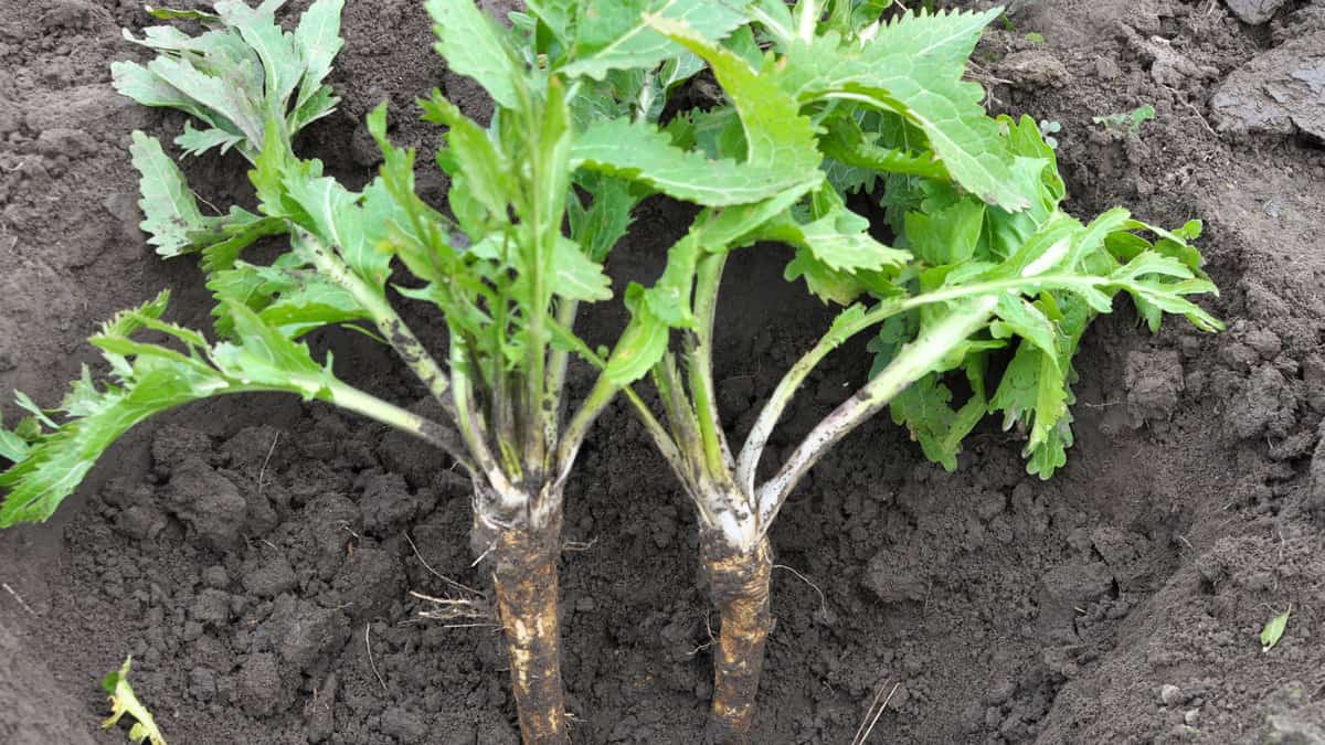 Digging horseradish root growing in open organic soil