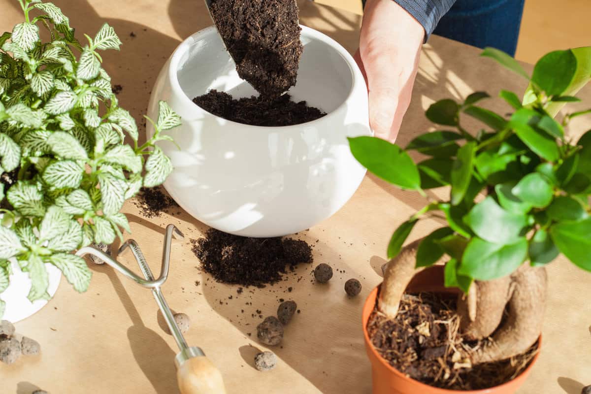 Engaging in home gardening and planting, a man is in the process of relocating a ficus houseplant. He's making an effort to ensure that he won't encounter green soil issues in the future.