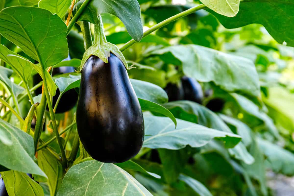 Eggplant plant growing in Community garden. Aubergine eggplant plants in plantation. Aubergine vegetables harvest. Eggplant fruit and green leaves