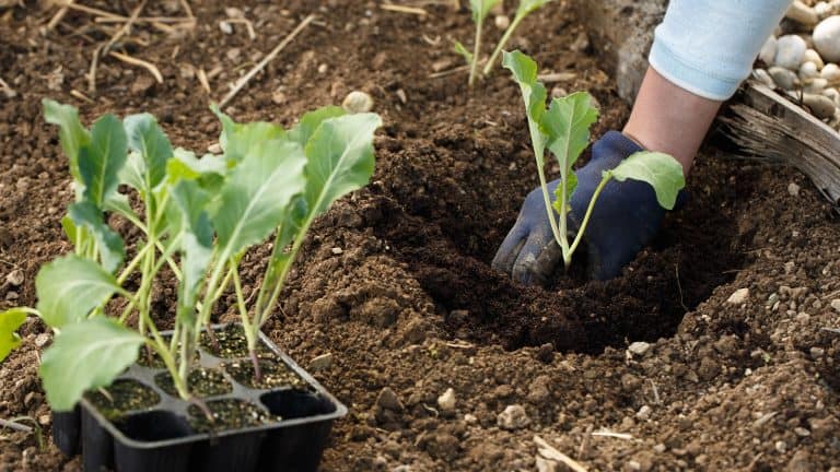 Gardener planting cauliflower seedlings in freshly ploughed garden beds, Cauliflower Plant Spacing: Boosting Your Homegrown Yield 1600x900