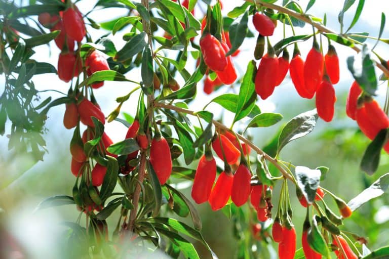 Agriculture, farmer holding goji berry fruit in hands, healthy eating - Are Goji Berry Plants Invasive? Implications For Your Home Garden