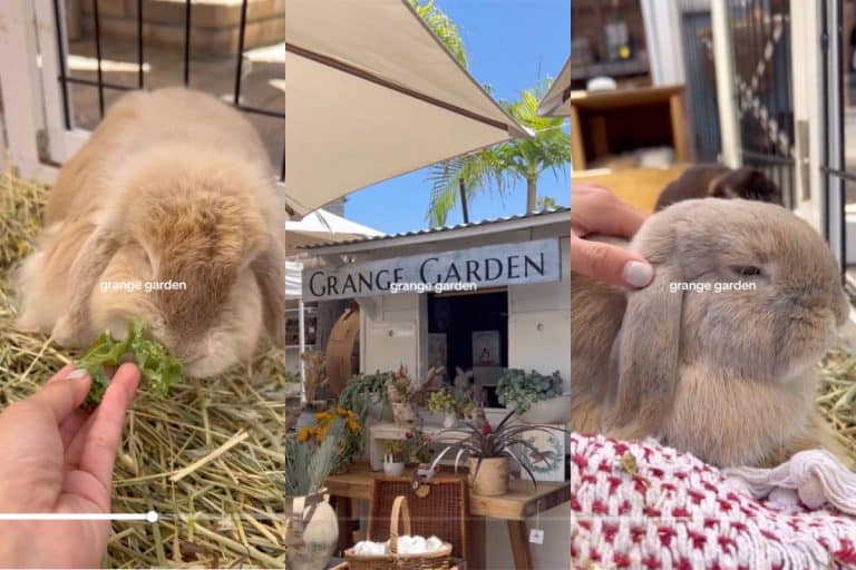 Grange garden in Solana Beach, CA; close up of bunnies