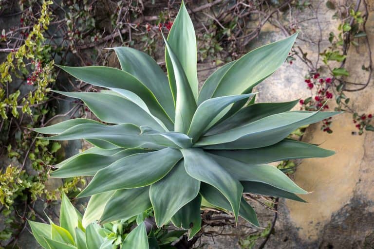 Green big leaves of Agave Succulent Plant - How To Stop Agave Plant From Spreading: Nifty Tricks for Every Gardener