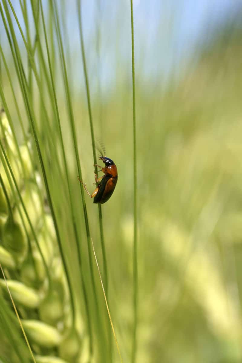 A ground beetle lying on a leaf