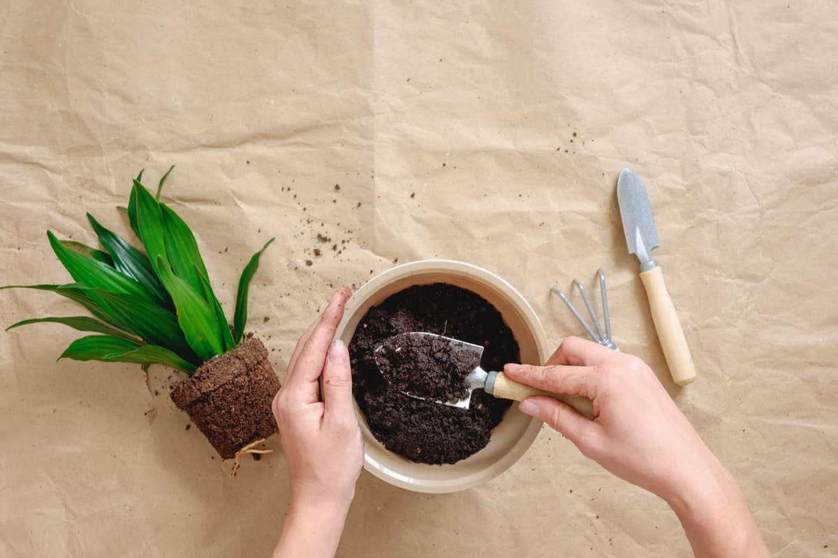 Hands filling a pot with a soil. Preparation for transplanting or repotting room plant.