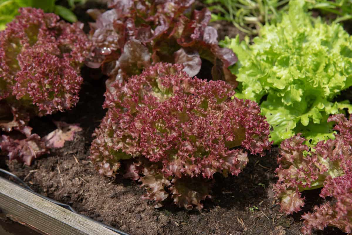 Home Grown Organic Red Leaf Lettuce 'Lollo Rosso' (Lactuca sativa) Growing in a Vegetable Trug on an Allotment in a Vegetable Garden