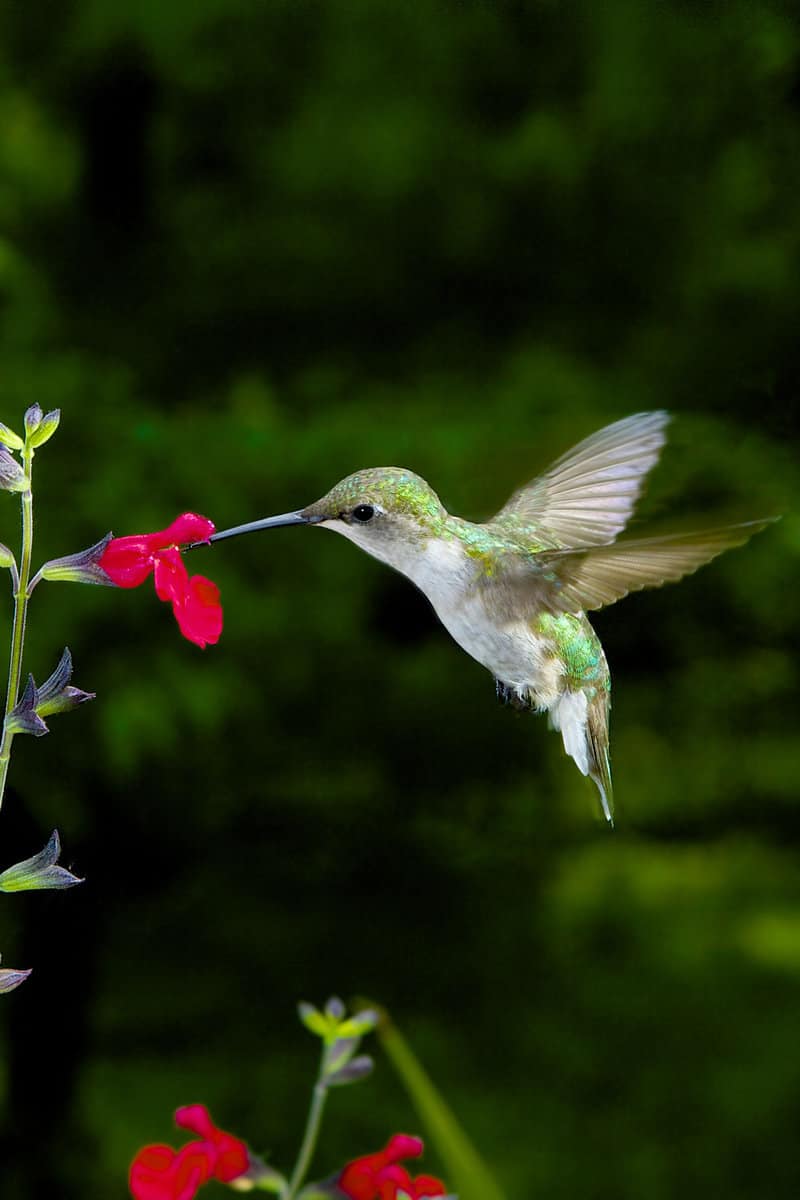 A hummingbird collecting nectar from a flower