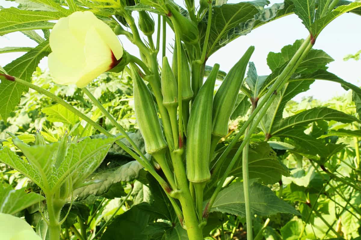 Lady Fingers or Okra vegetable on plant in farm