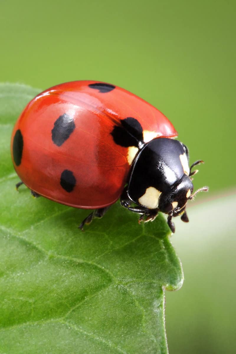 A red ladybug eating leaf