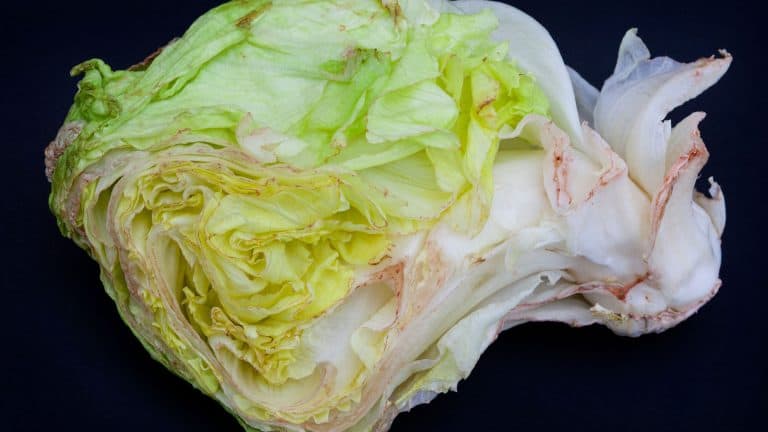 Lettuce turning red, vegetables damaged and rotting, lettuce head wilting with browning edges - Why Is My Lettuce Red?