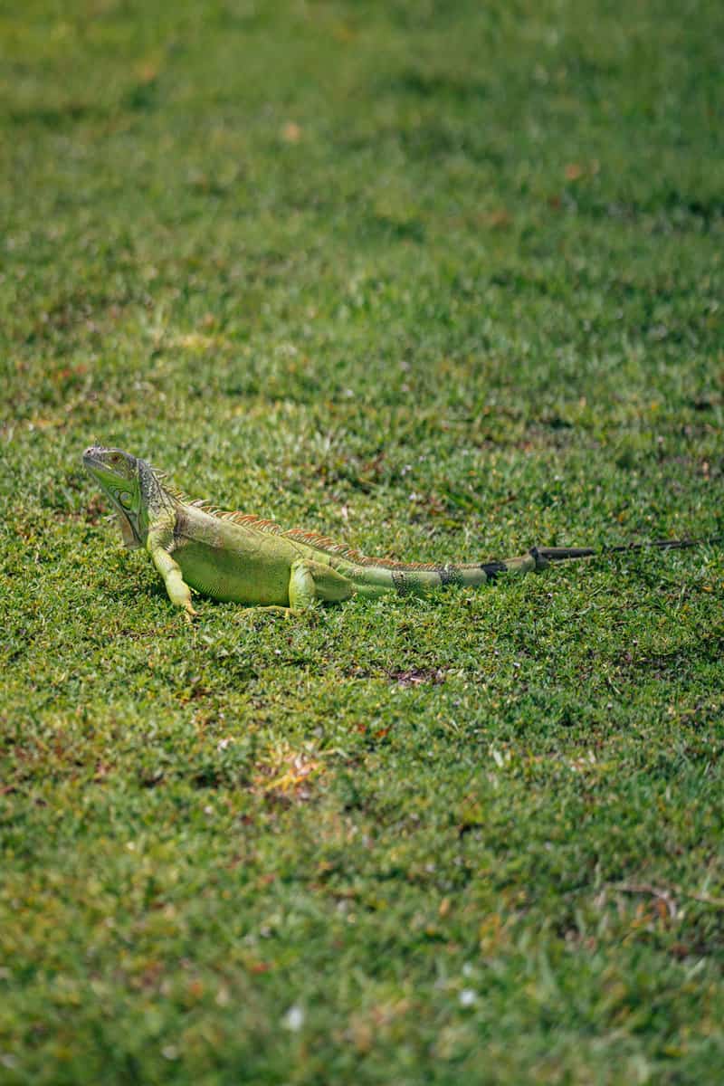 A lizard hunting for prey in the garden