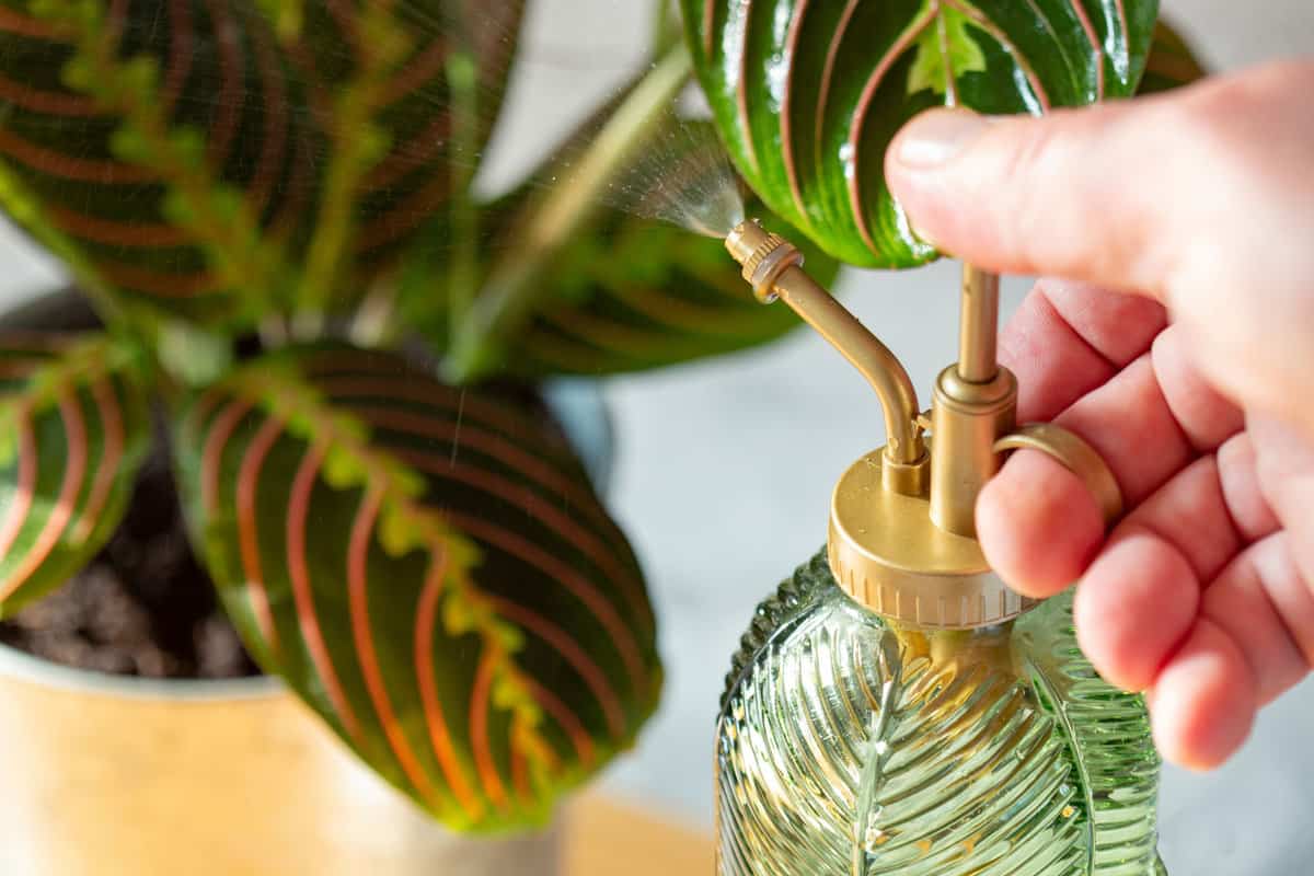 Man watering a Maranta Leuconeura, Fascinator Tricolor, houseplant with a plant mister bottle.
