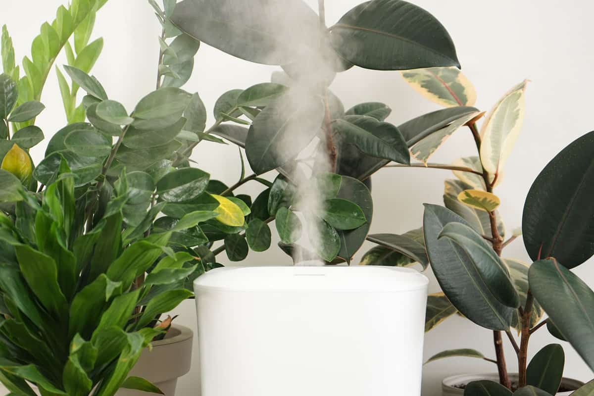 Modern humidifier and indoor plants in the room, close-up.