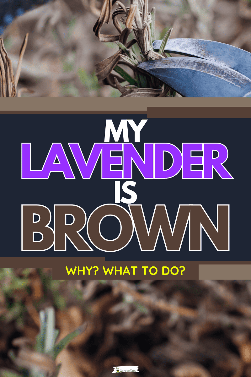My Lavender Is Brown - Why? What To Do?