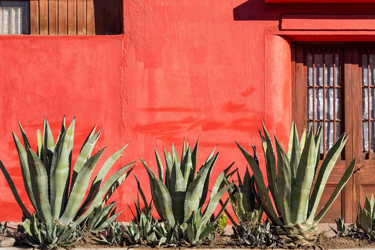 Old red wall with a row of agave plants 