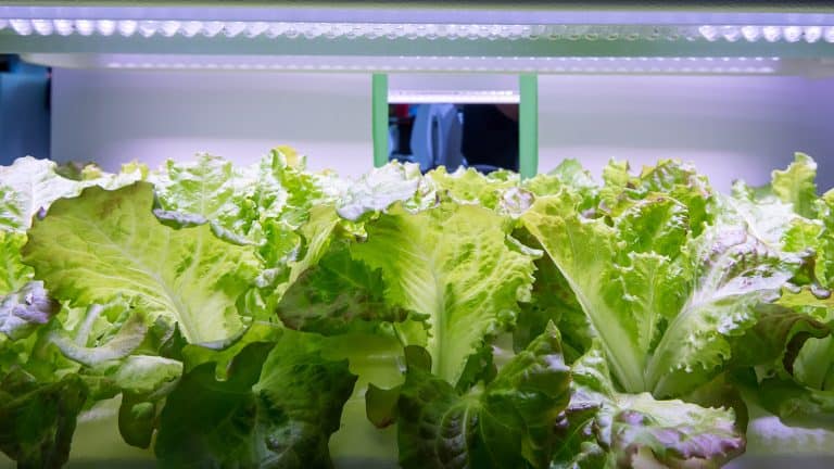 Organic hydroponic vegetable grow with LED Light Indoor farm, Do You Need To Wash AeroGarden Lettuce? Let's Find Out! - 1600x900