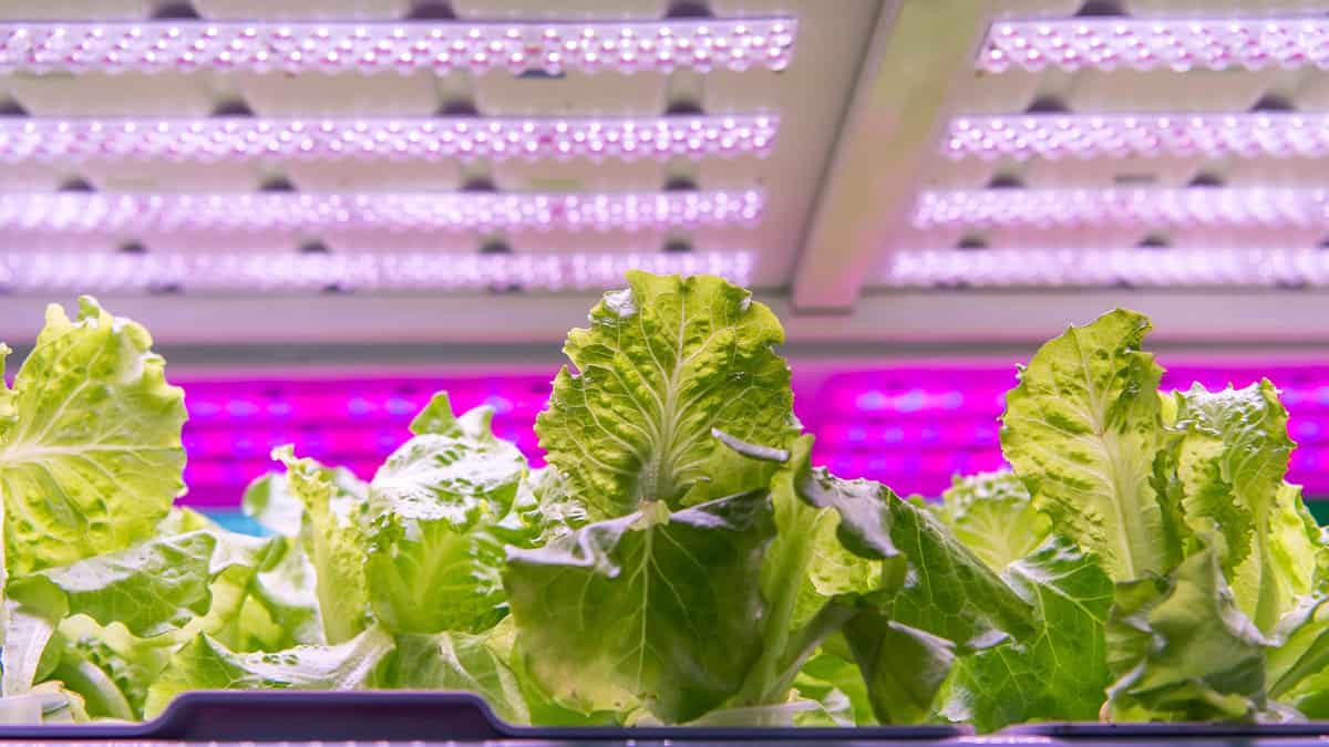 Organic hydroponic vegetable grow with LED Light Indoor farm