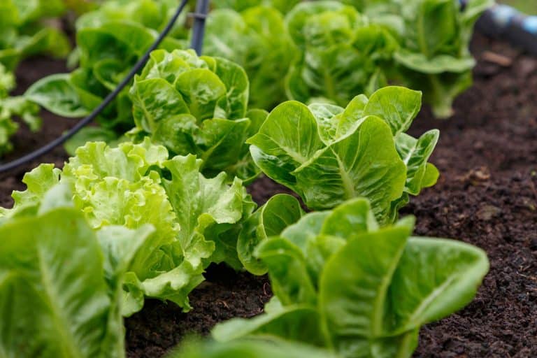 Organic lettuce grown on the ground,Fresh lettuce in a vegetable garden - Can Lettuce And Carrots Be Planted Together?