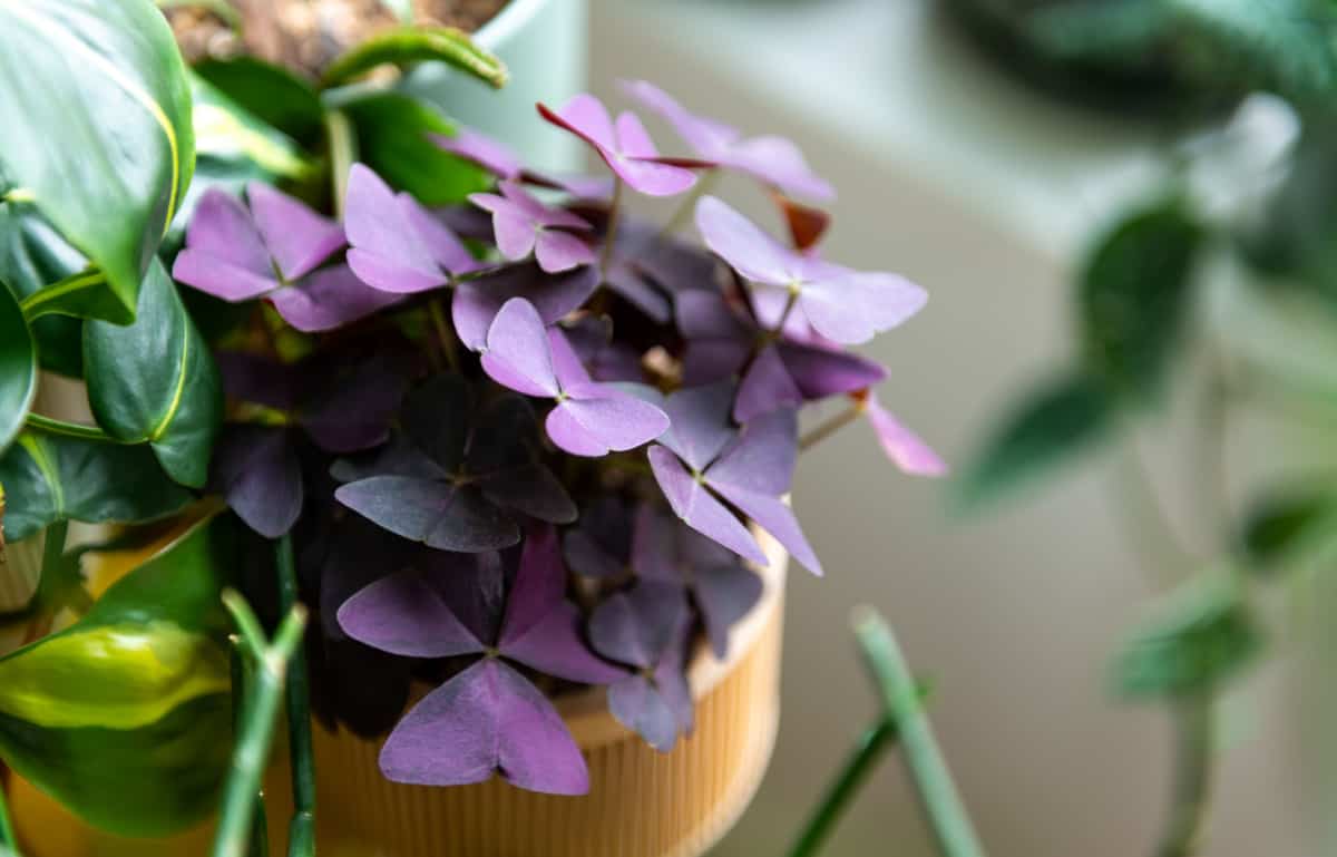 Purple oxalis (Butterfly Plant)
