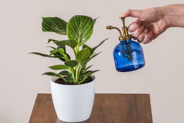 Philodendron White (Birkin) plant in pot on table being sprayed with blue vintage glass misting watering bottle held by woman's hand. - Why Do You Mist House Plants? Improving Your Green Thumb Skills
