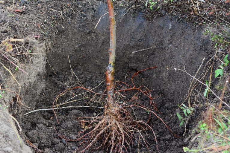 Placing the fruit tree with spread roots in the center of a planting hole - Best Soil For Bare Root Trees: A Comprehensive Guide To Healthy Growth