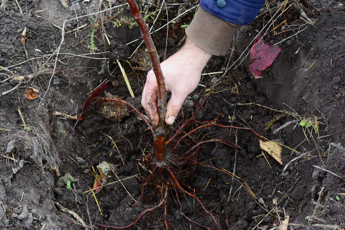 Planting a grafted apple tree in autumn. A close-up of a fruit tree roots spread in a planting hole.