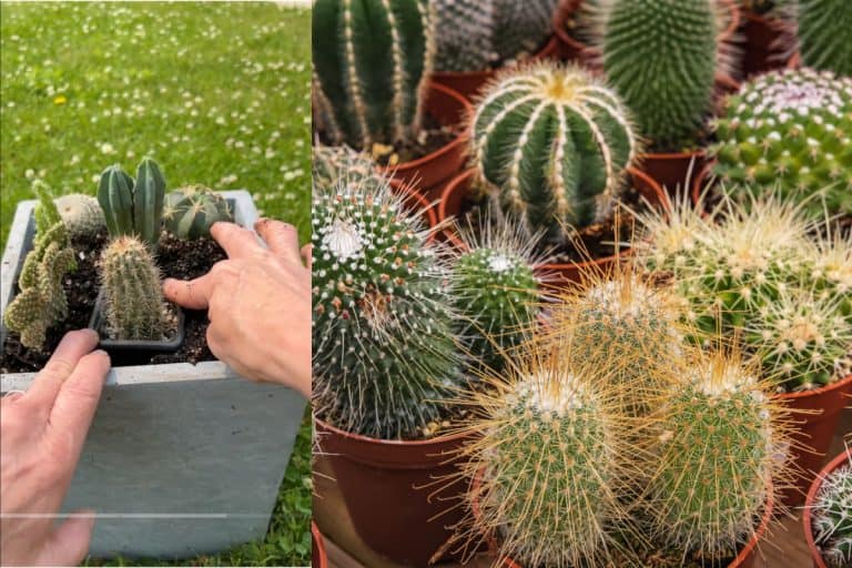 Push-pot-planting cacti