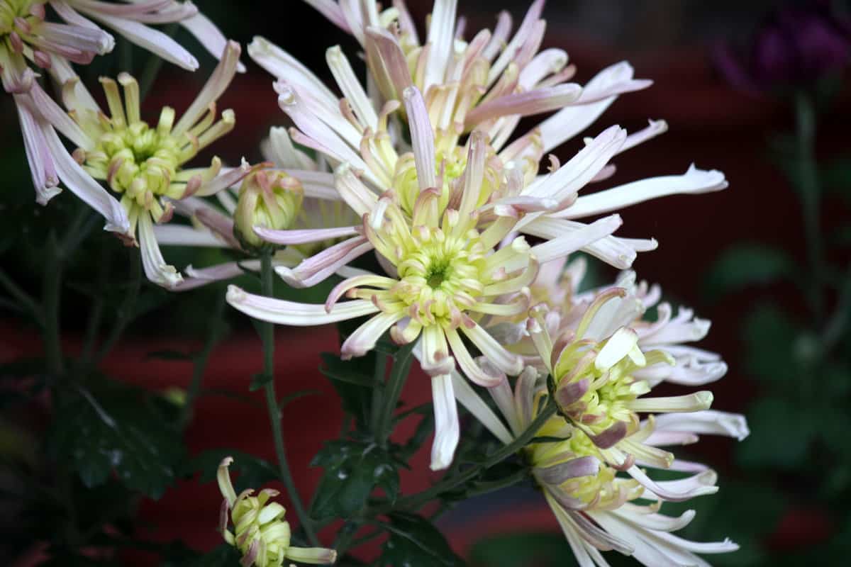 Bright white tendrils of a Quill mums 